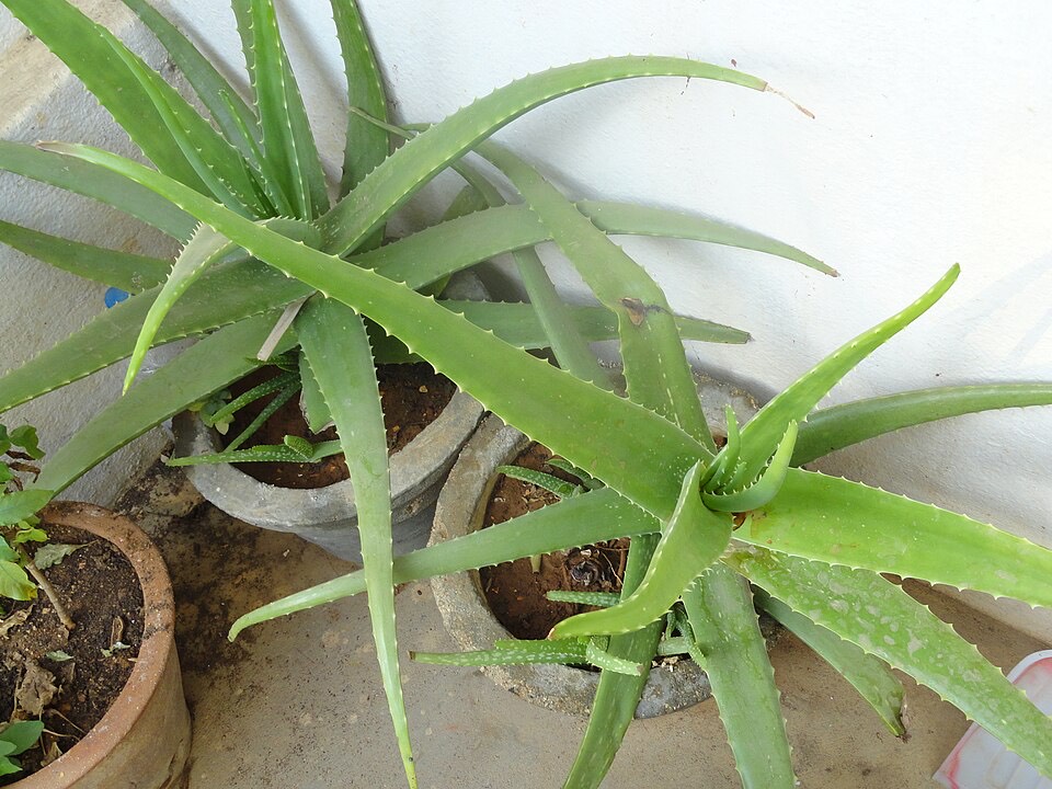 Aloe Vera (Aloe vera)