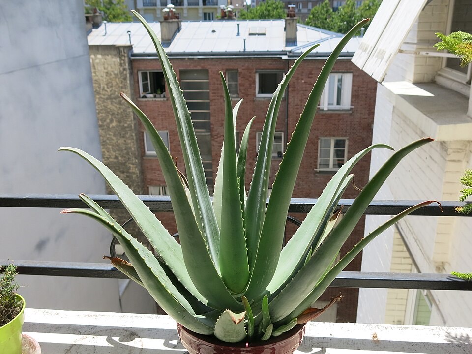 Aloe Vera (Aloe vera) – Bild 2