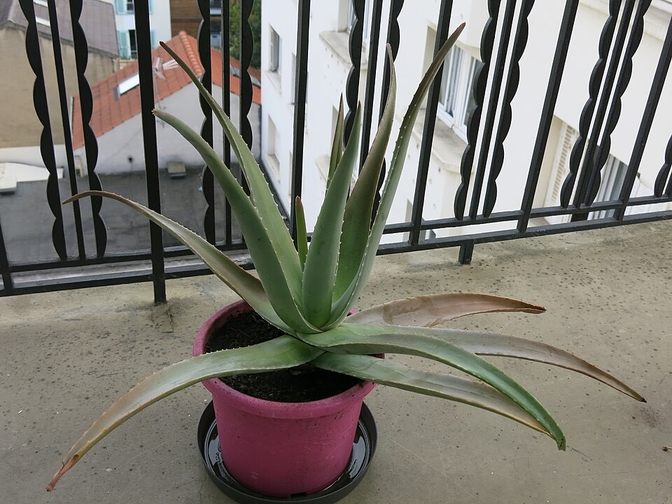 Aloe Vera (Aloe vera) – Bild 3