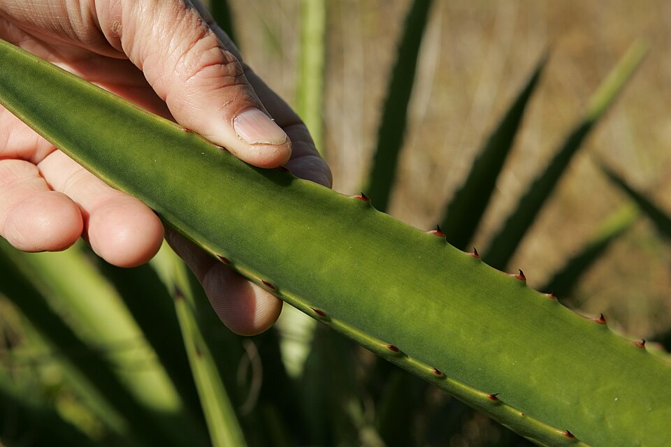 Aloe Vera (Aloe vera) – Bild 4