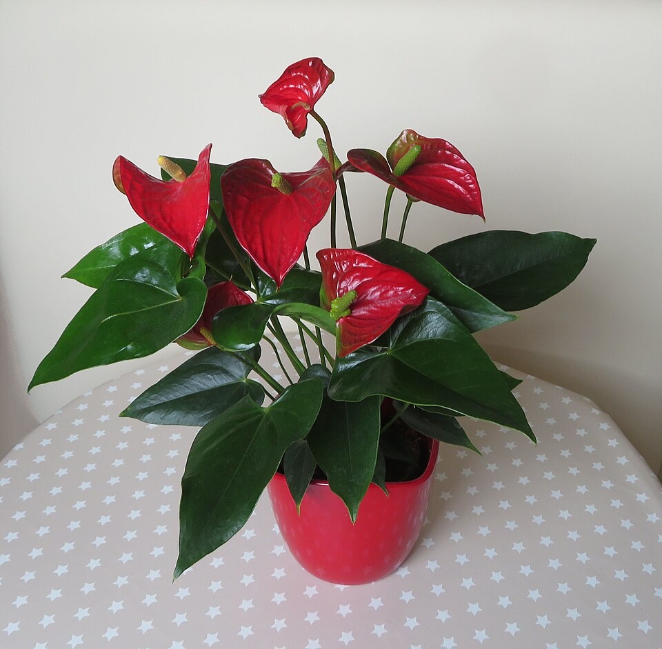 Anthurium (Anthurium andraeanum)