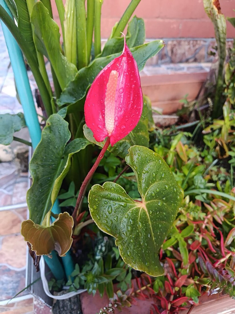 Anthurium (Anthurium andraeanum) – Bild 2