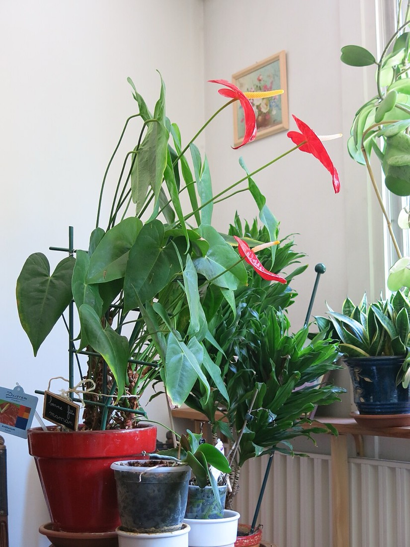 Anthurium (Anthurium andraeanum) – Bild 3