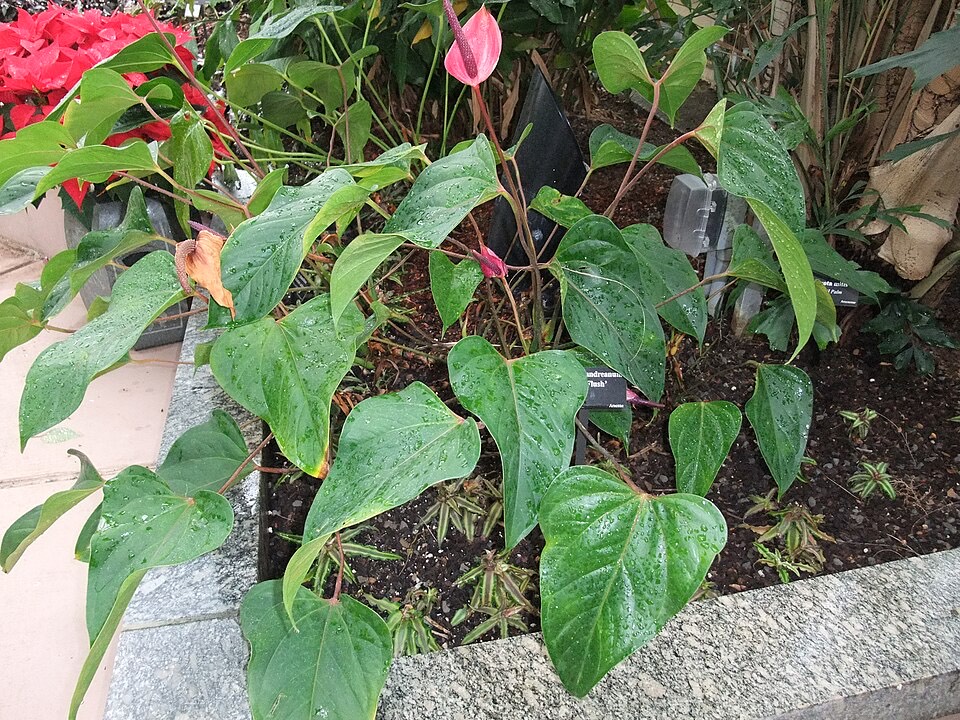 Anthurium (Anthurium andraeanum) – Bild 4