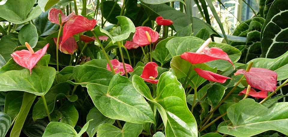 Anthurium (Anthurium andraeanum) – Bild 5