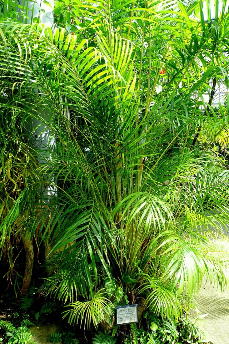 Areca-Palme (Dypsis lutescens)