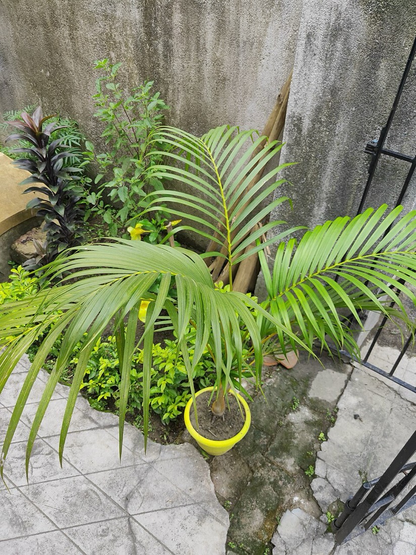 Areca-Palme (Dypsis lutescens) – Bild 2