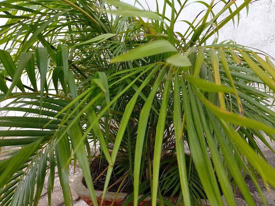 Areca-Palme (Dypsis lutescens) – Bild 3