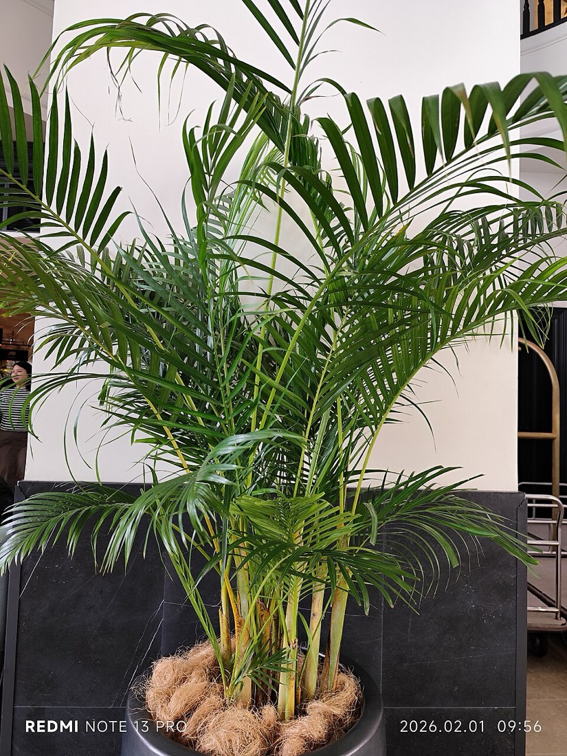 Areca-Palme (Dypsis lutescens) – Bild 4