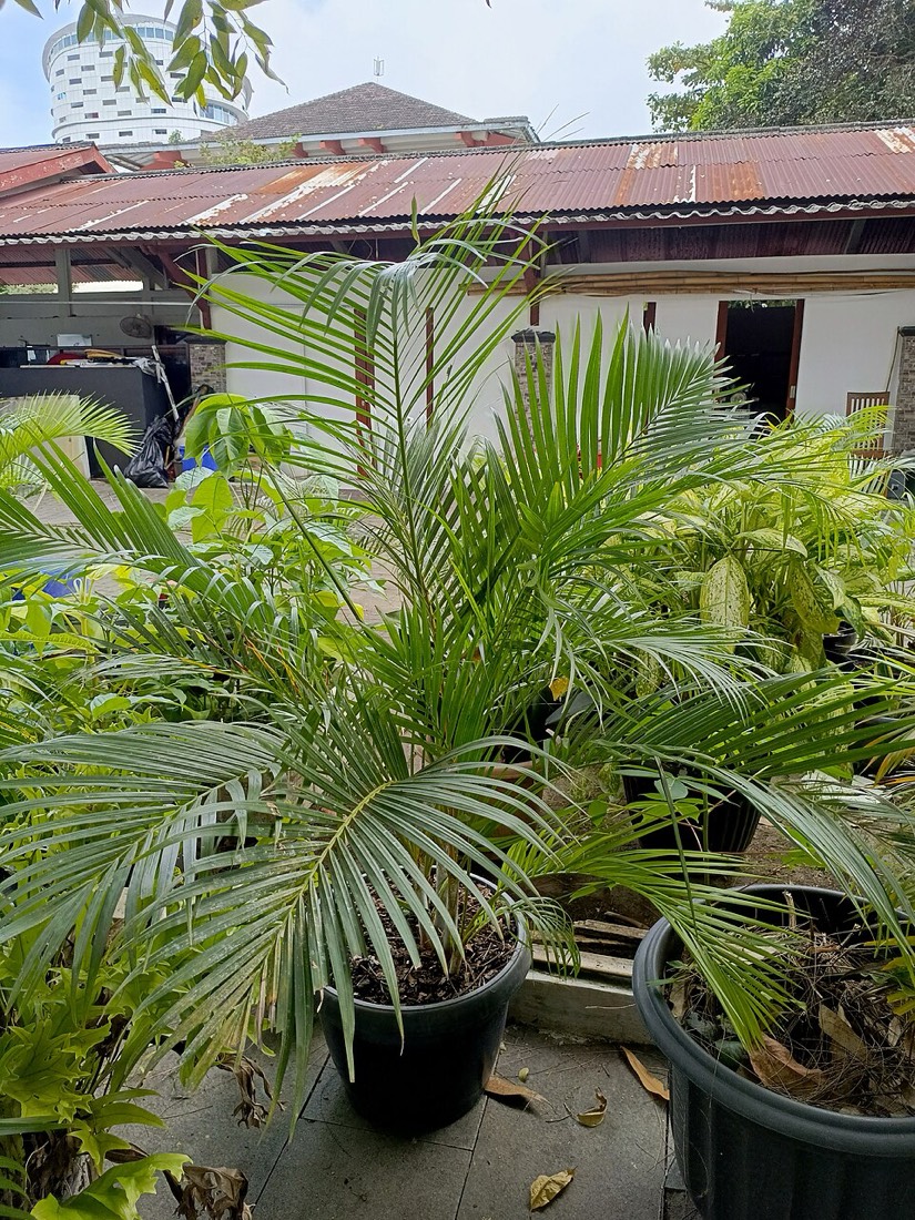 Areca-Palme (Dypsis lutescens) – Bild 5