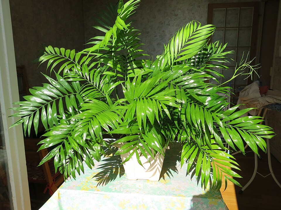 Bergpalme (Chamaedorea elegans)