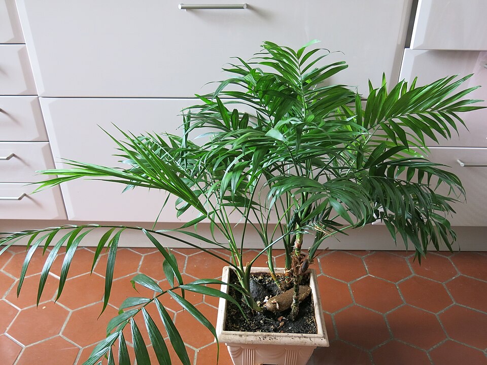Bergpalme (Chamaedorea elegans) – Bild 2
