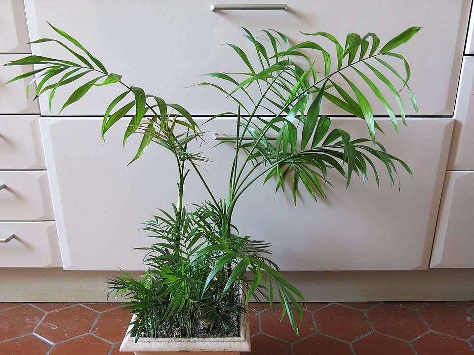Bergpalme (Chamaedorea elegans) – Bild 3