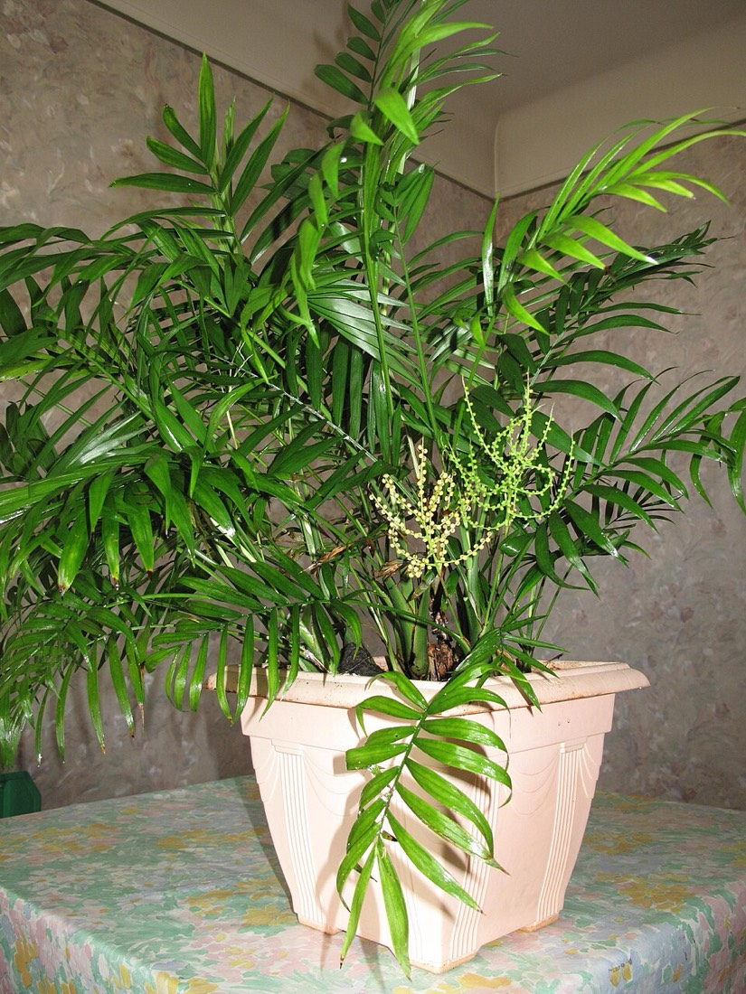 Bergpalme (Chamaedorea elegans) – Bild 4