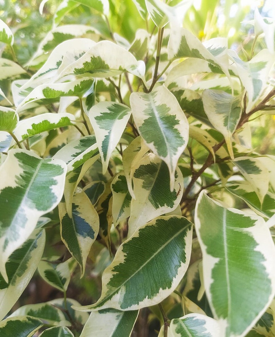 Birkenfeige (Ficus benjamina)