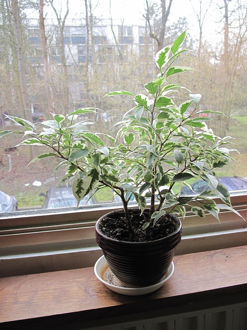 Birkenfeige (Ficus benjamina) – Bild 2