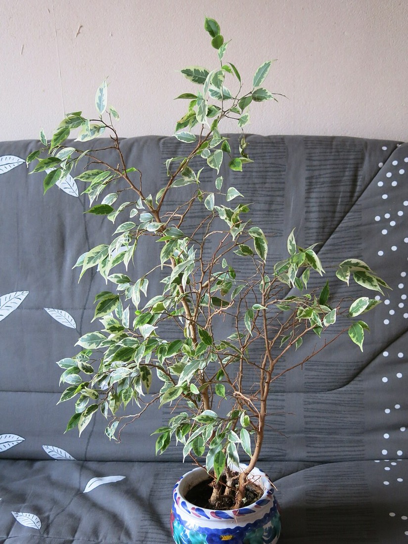 Birkenfeige (Ficus benjamina) – Bild 3
