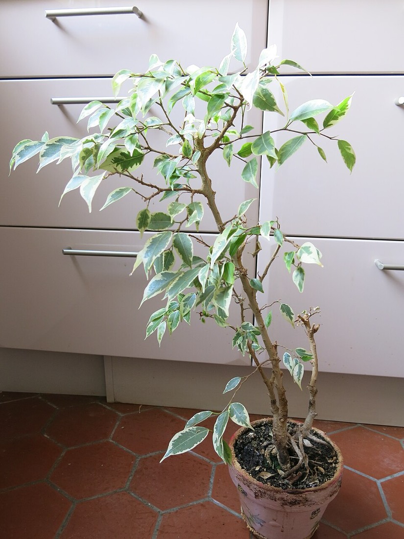 Birkenfeige (Ficus benjamina) – Bild 4