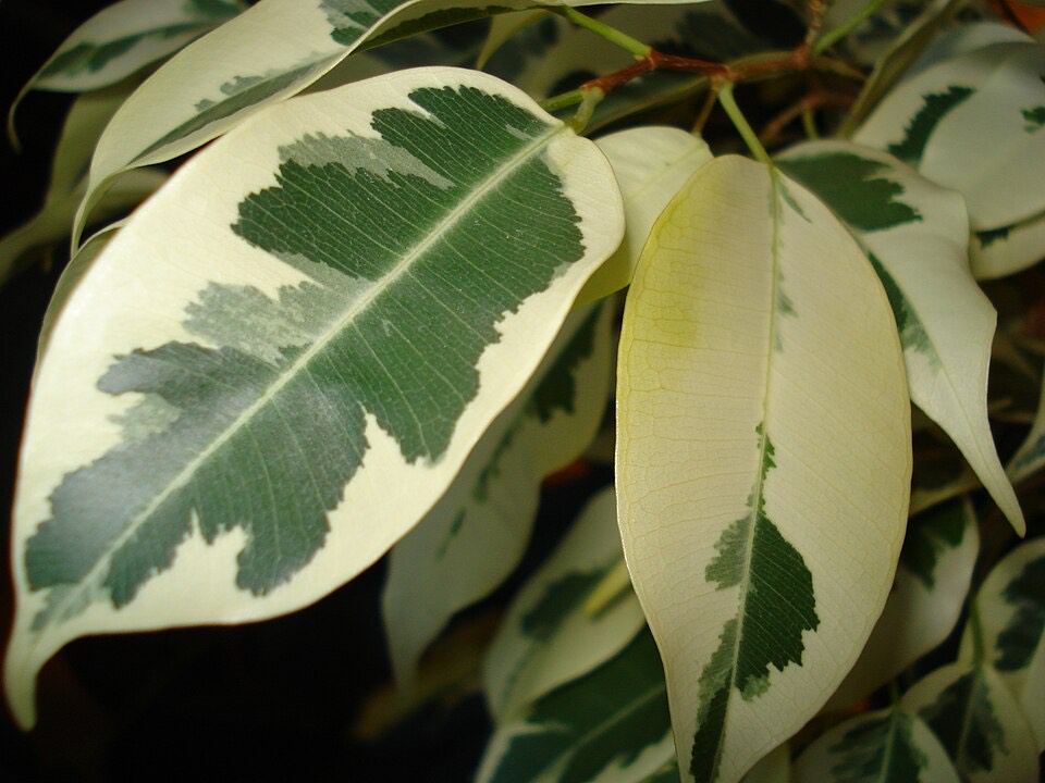 Birkenfeige (Ficus benjamina) – Bild 5