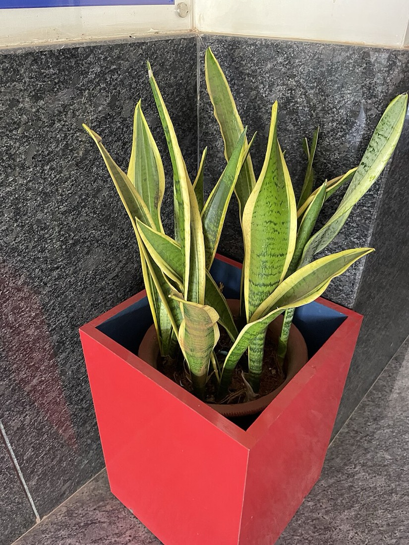 Bogenhanf (Dracaena trifasciata)