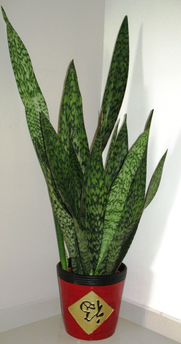 Bogenhanf (Dracaena trifasciata) – Bild 2