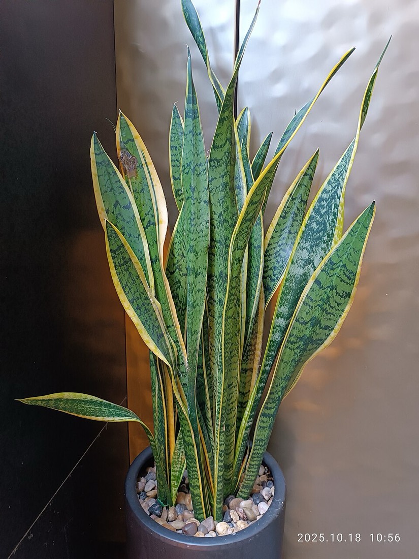 Bogenhanf (Dracaena trifasciata) – Bild 3