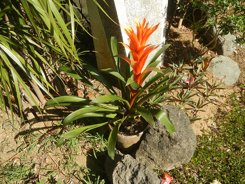 Bromelie (Guzmania lingulata)
