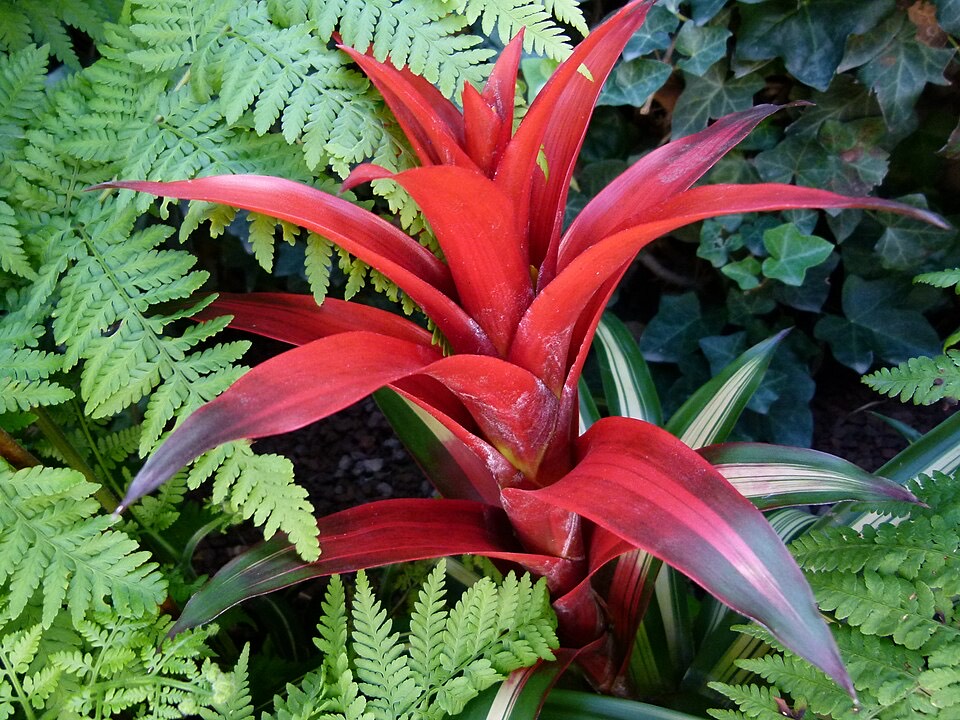 Bromelie (Guzmania lingulata) – Bild 2