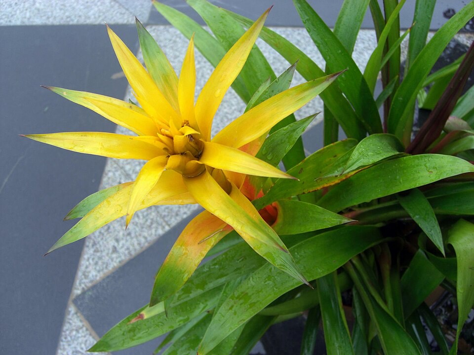 Bromelie (Guzmania lingulata) – Bild 3