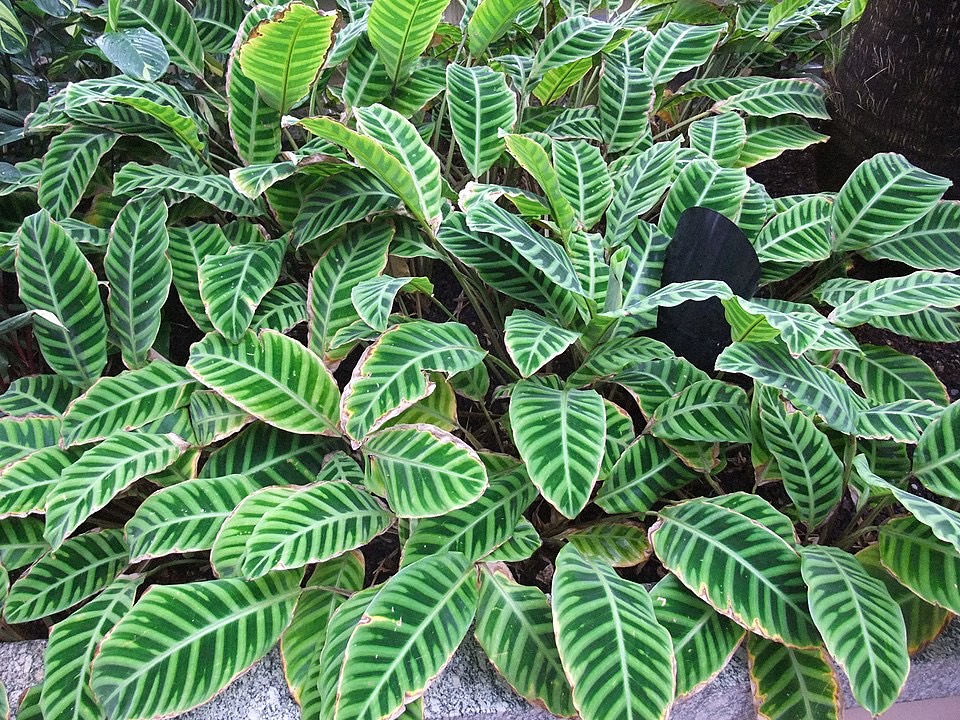 Calathea (Korbmarante) (Goeppertia spp. (früher Calathea spp.))