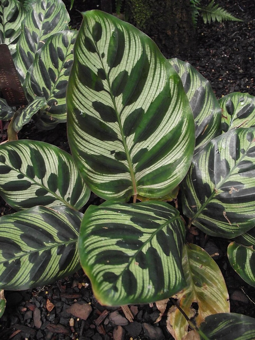Calathea (Korbmarante) (Goeppertia spp. (früher Calathea spp.)) – Bild 2
