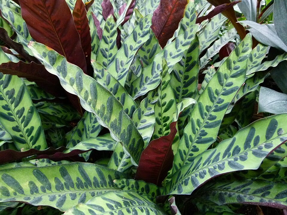Calathea (Korbmarante) (Goeppertia spp. (früher Calathea spp.)) – Bild 3