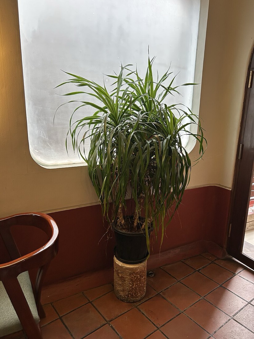 Drachenbaum (Dracaena marginata)