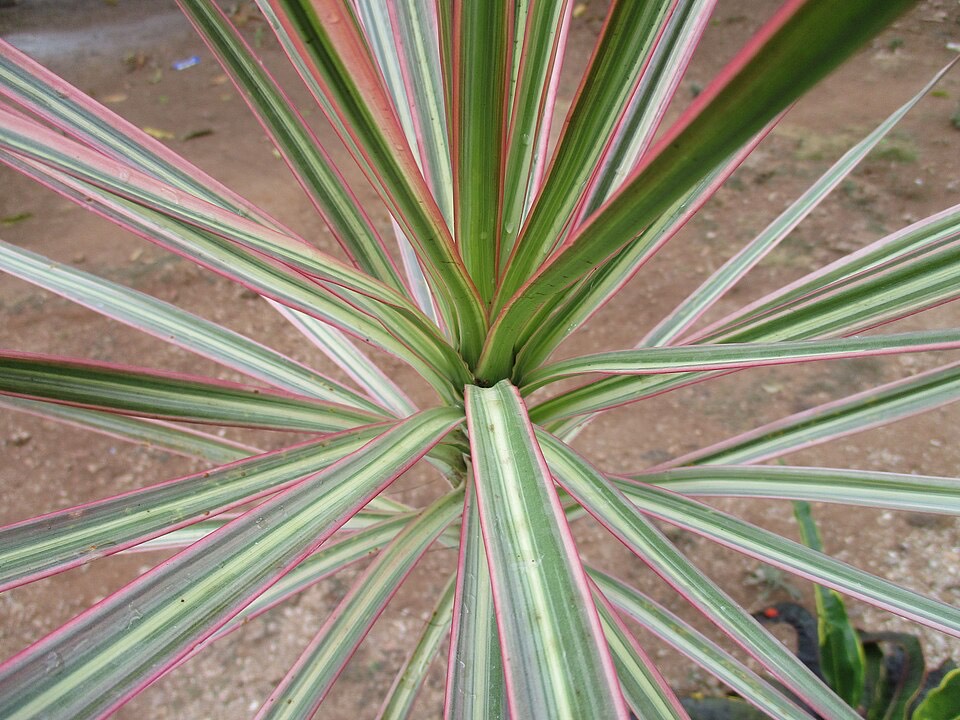 Drachenbaum (Dracaena marginata) – Bild 2