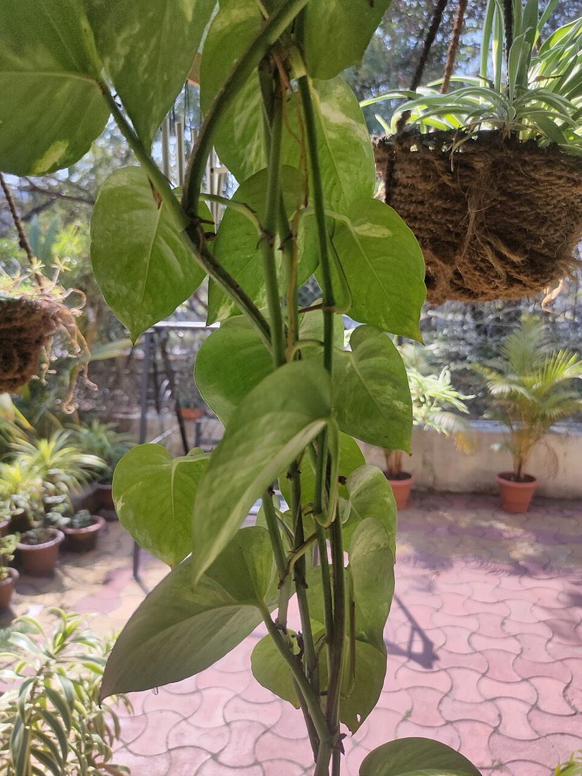 Efeutute (Epipremnum aureum)