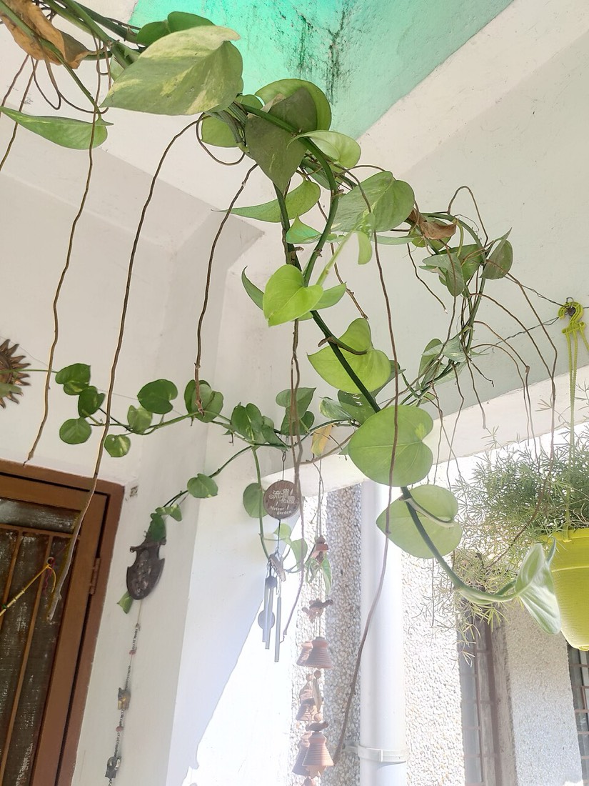 Efeutute (Epipremnum aureum) – Bild 2