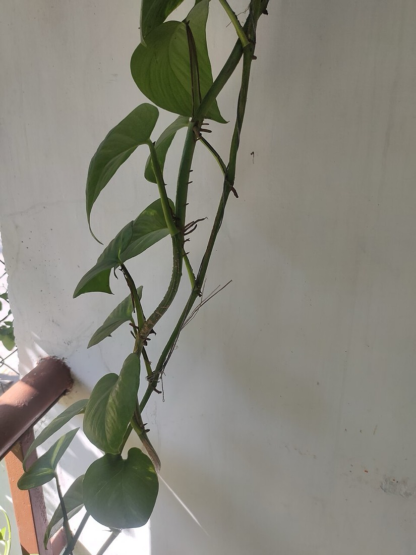 Efeutute (Epipremnum aureum) – Bild 3