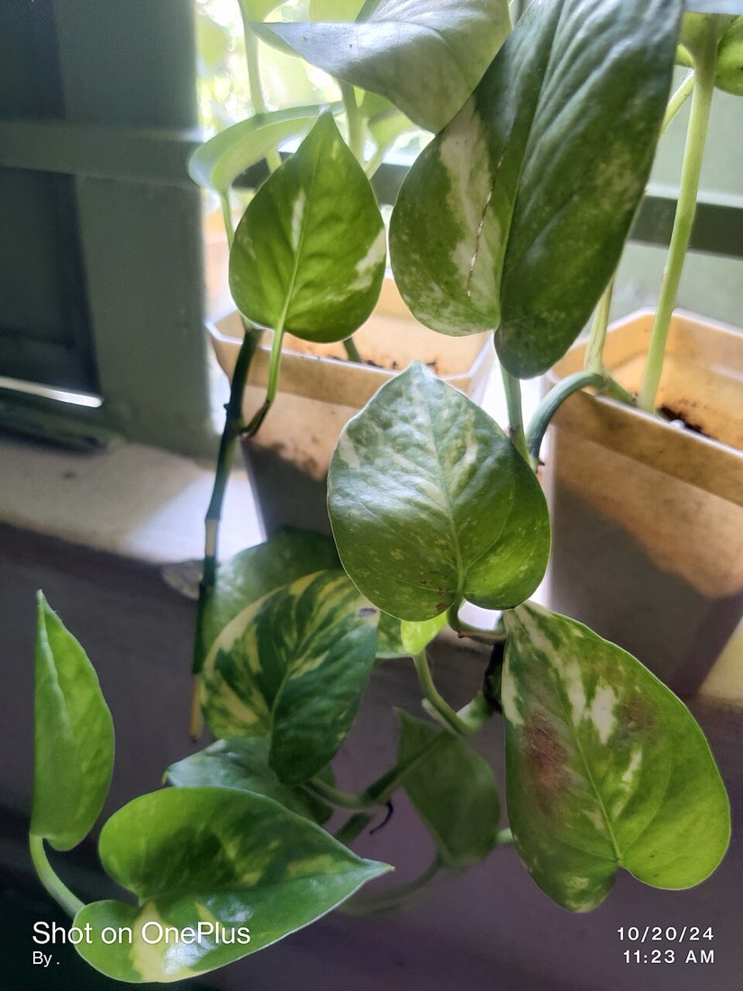 Efeutute (Epipremnum aureum) – Bild 4