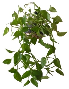 Efeutute (Epipremnum aureum) – Bild 5