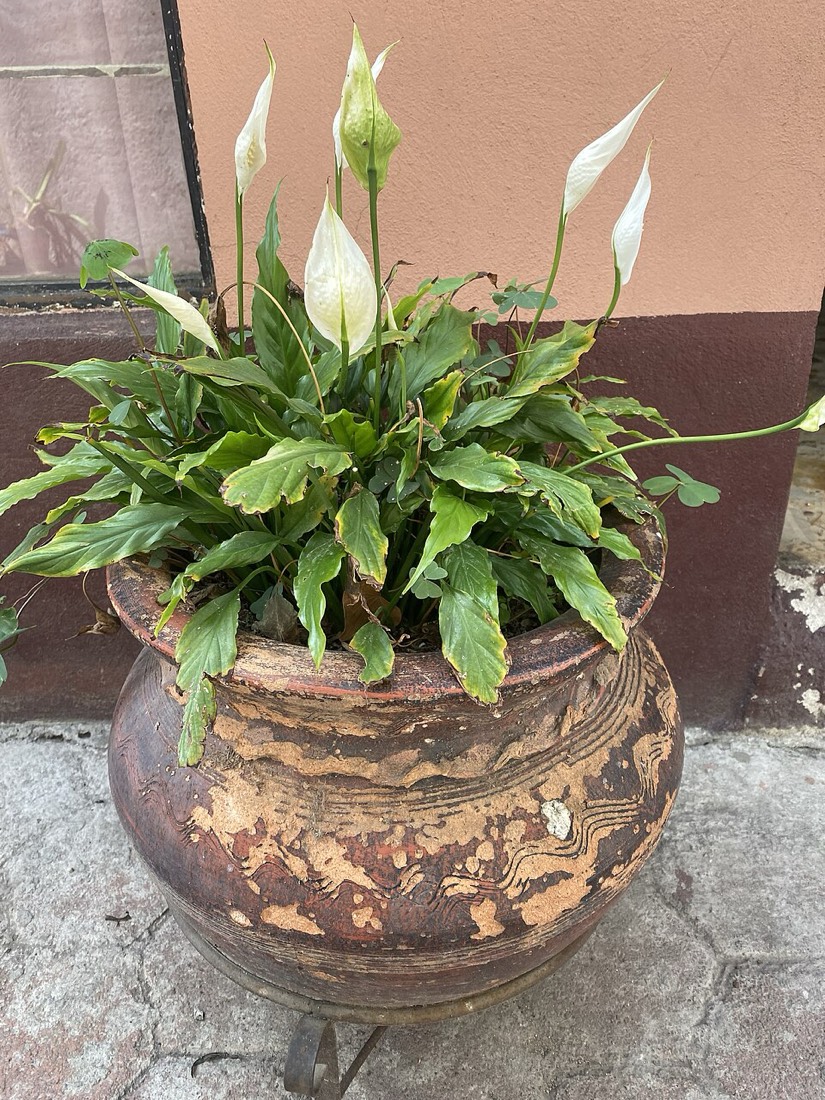 Einblatt (Spathiphyllum wallisii)