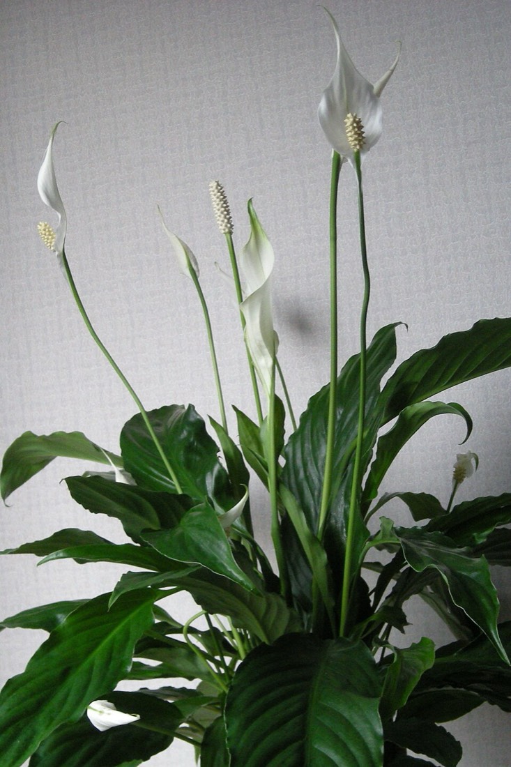 Einblatt (Spathiphyllum wallisii) – Bild 2