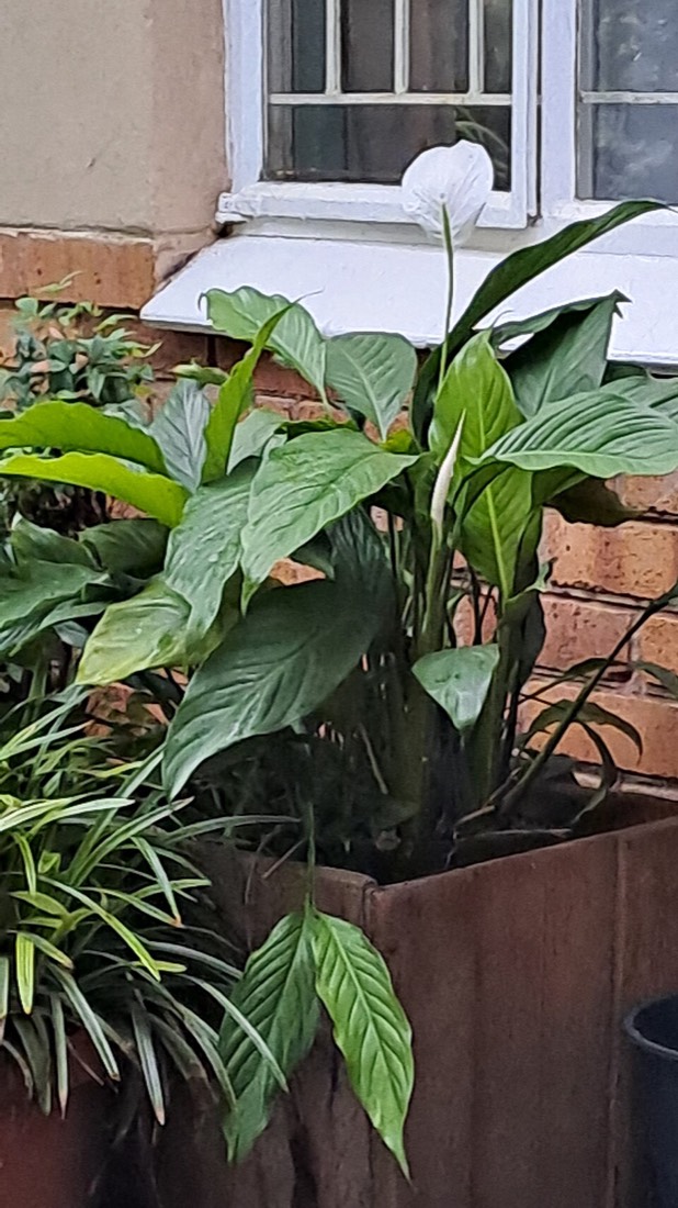 Einblatt (Spathiphyllum wallisii) – Bild 3