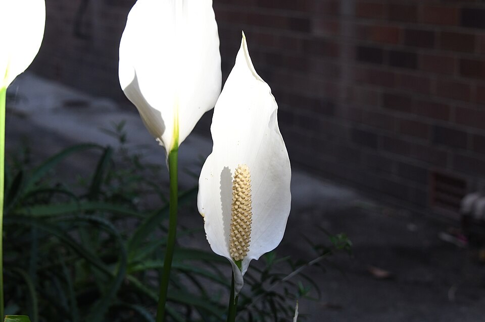 Einblatt (Spathiphyllum wallisii) – Bild 4