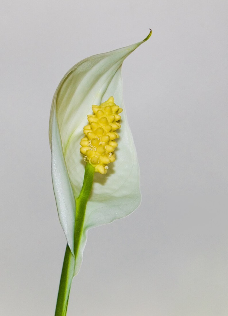 Einblatt (Spathiphyllum wallisii) – Bild 5
