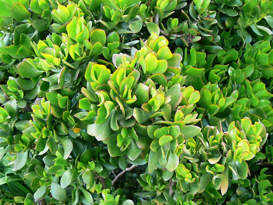 Geldbaum (Crassula ovata)