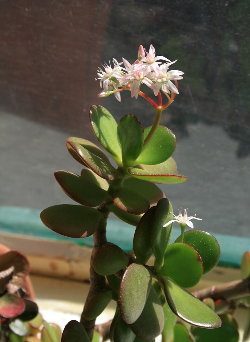 Geldbaum (Crassula ovata) – Bild 2