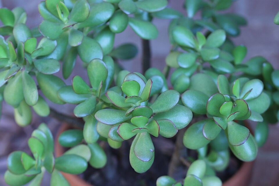 Geldbaum (Crassula ovata) – Bild 3