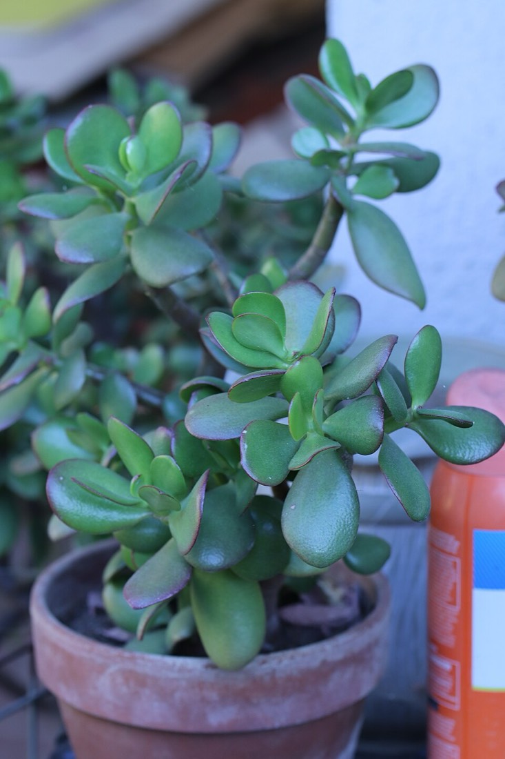 Geldbaum (Crassula ovata) – Bild 4