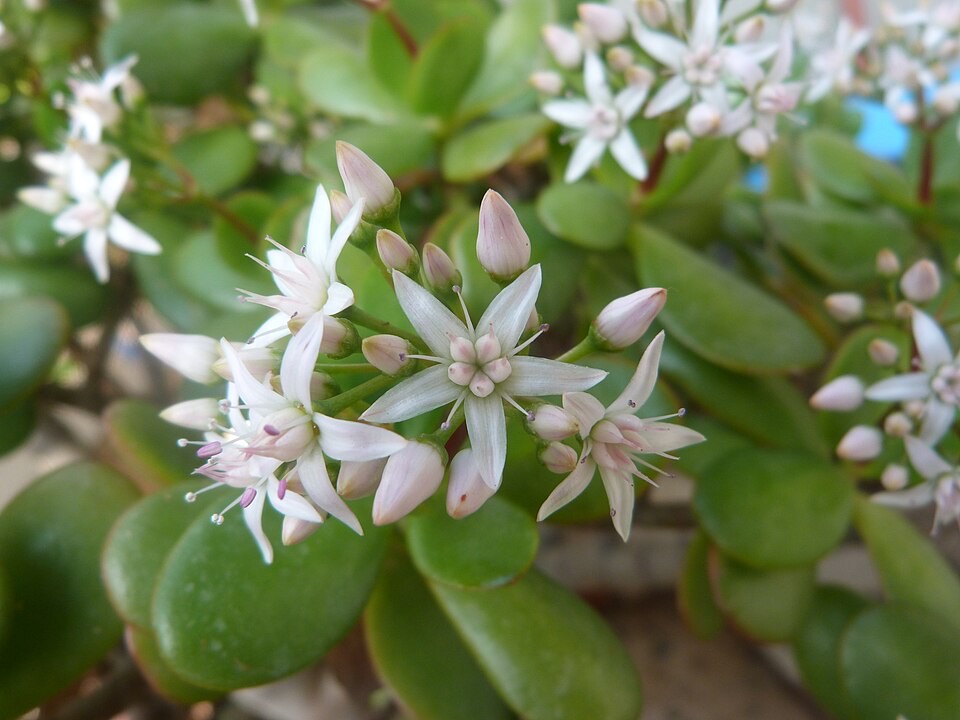 Geldbaum (Crassula ovata) – Bild 5