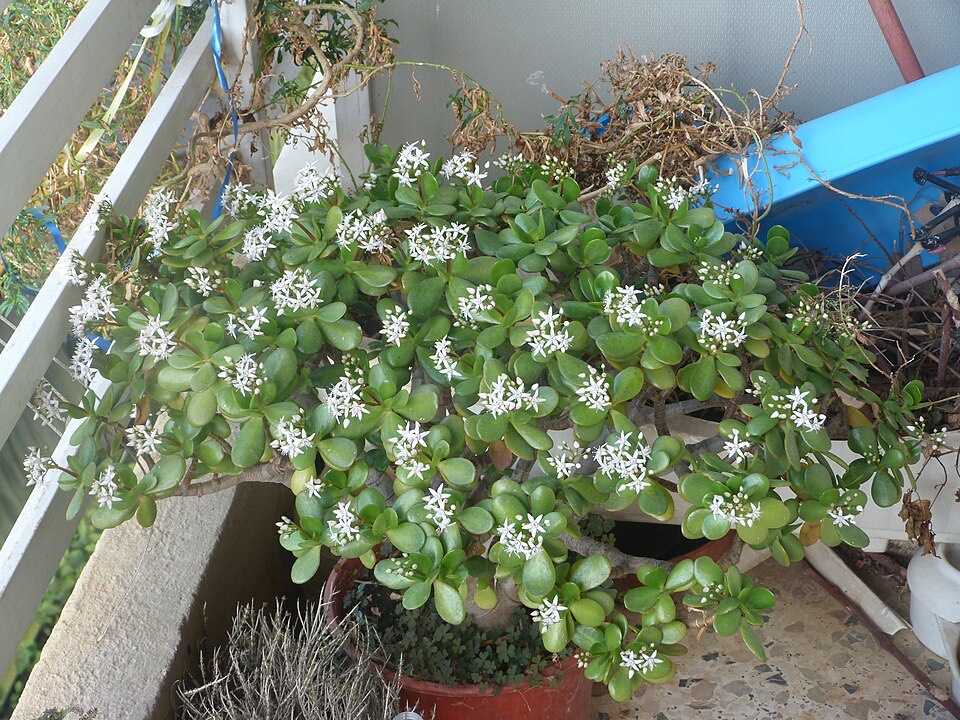 Geldbaum (Crassula ovata) – Bild 6